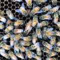 Hybrid-Cross Queen Bee
