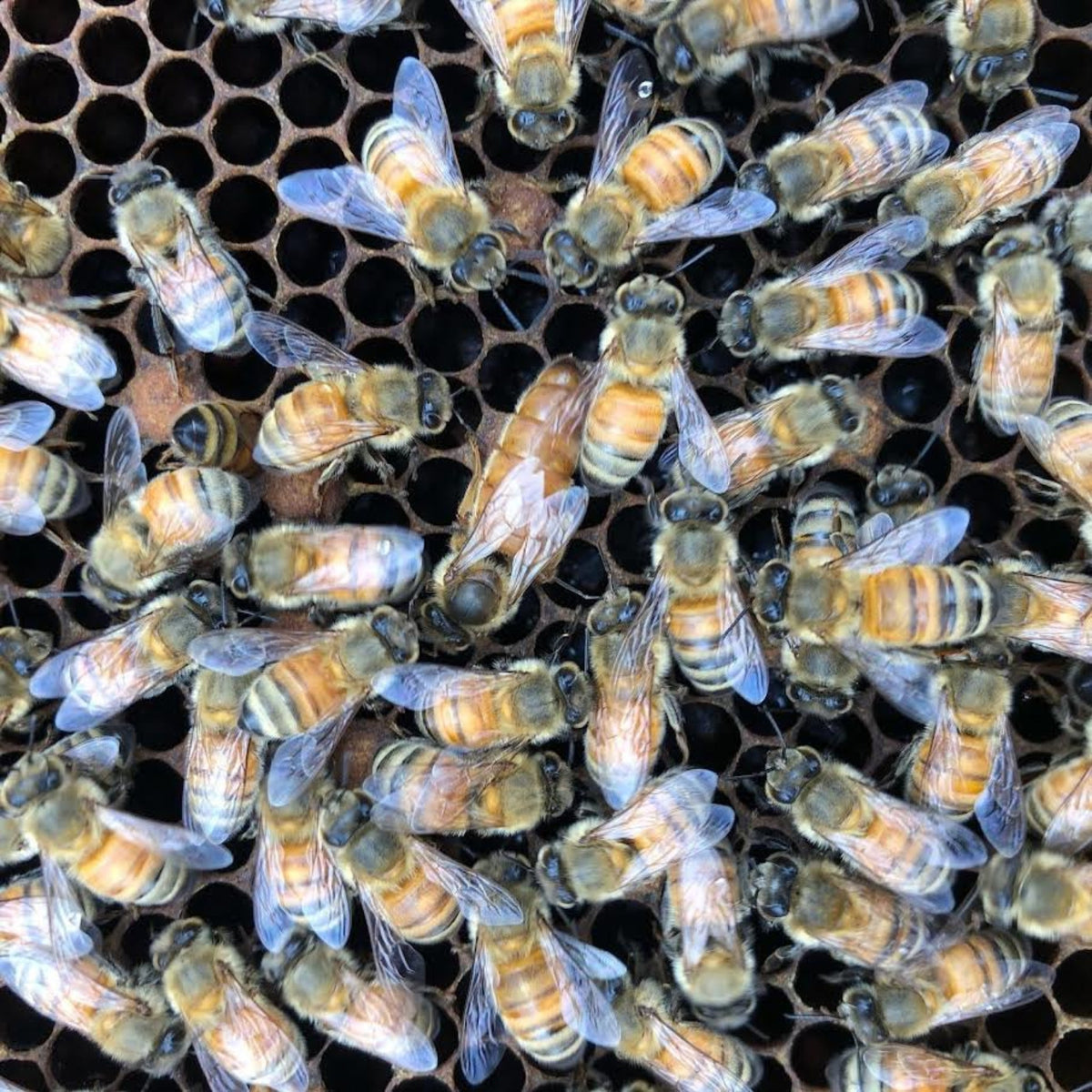 Hybrid-Cross Queen Bee