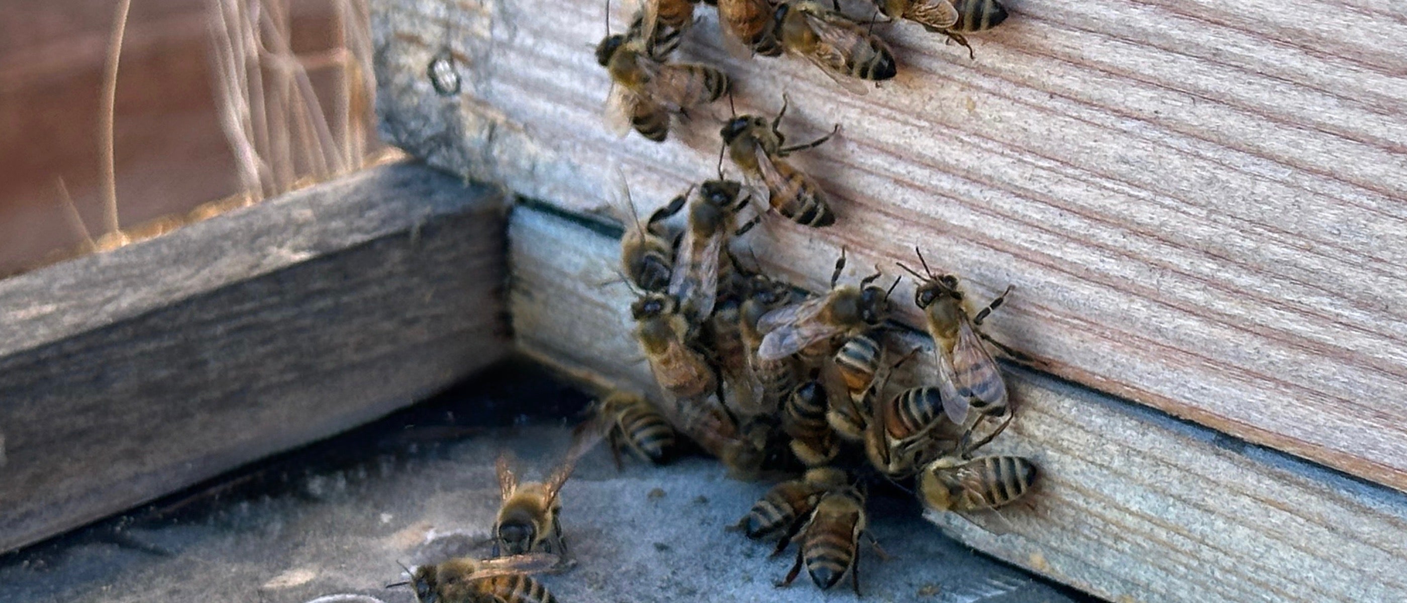 Bee Hive Banner