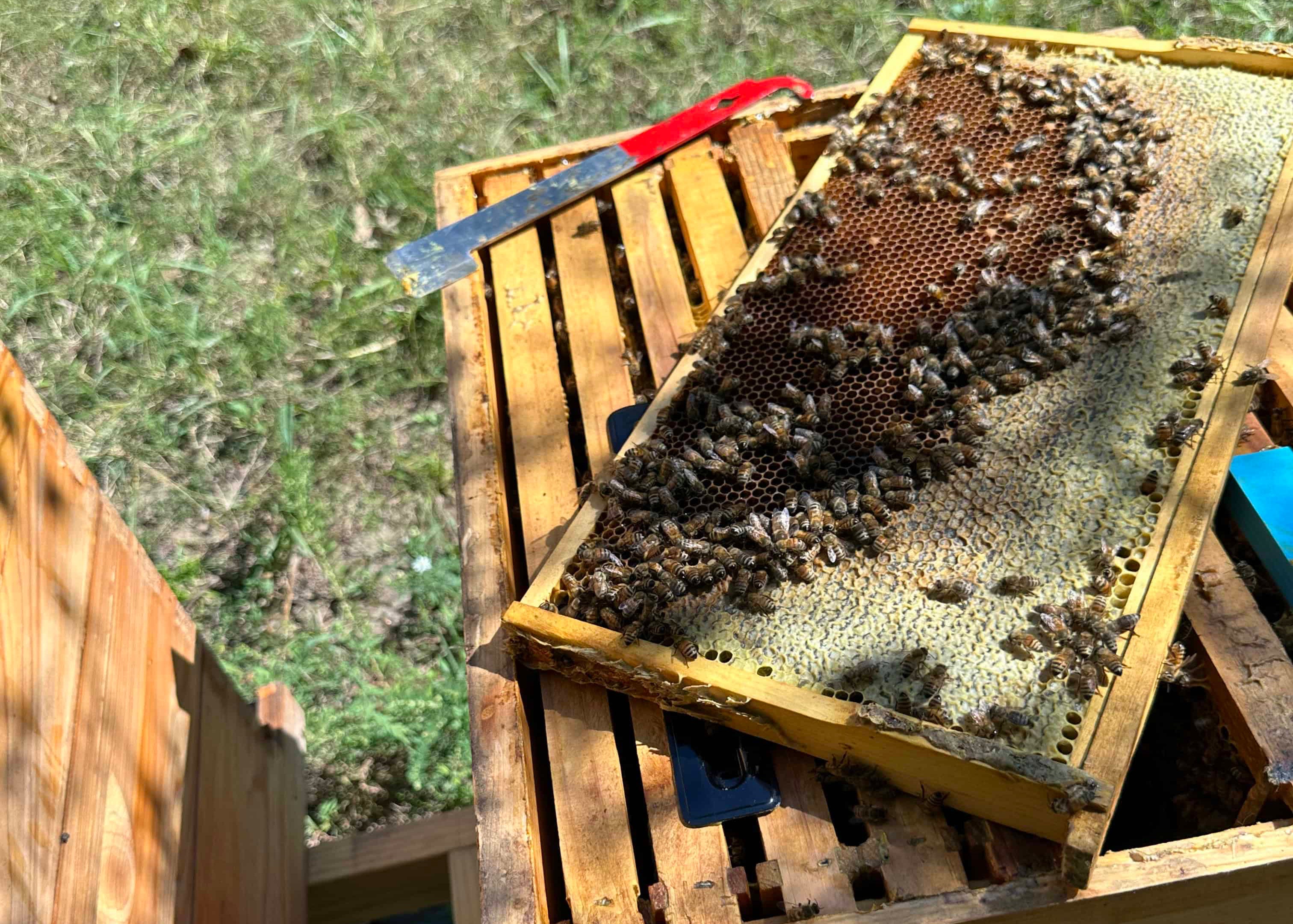 frame of bees on a hive