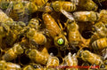 Italian Queen Bee