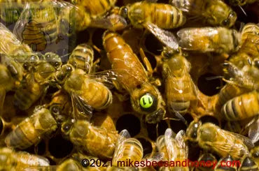 Italian Queen Bee
