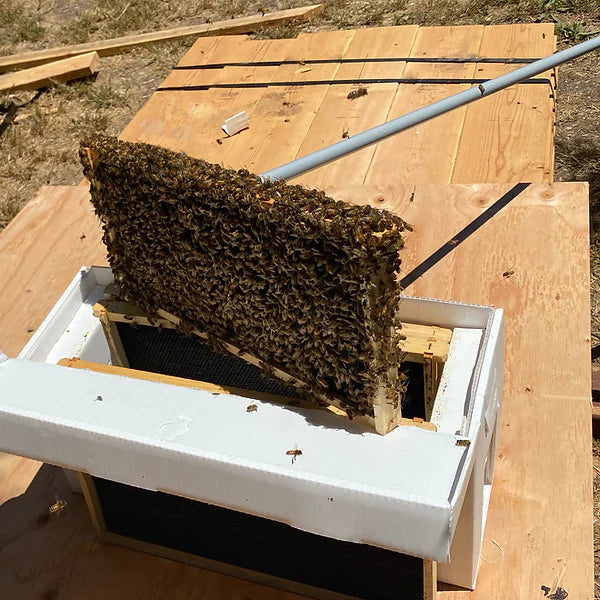 Swarm Reacher