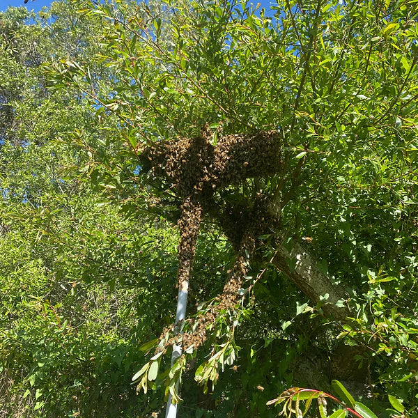 Swarm Reacher